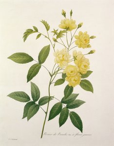 罗莎银行（银行的玫瑰）来自1827年的“最美花的选择”
